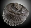 Wide Enrolled Eldredgeops Trilobite - Silica Shale #31800-2